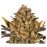 BANANA PUNCH  - BARNEY’S FARM